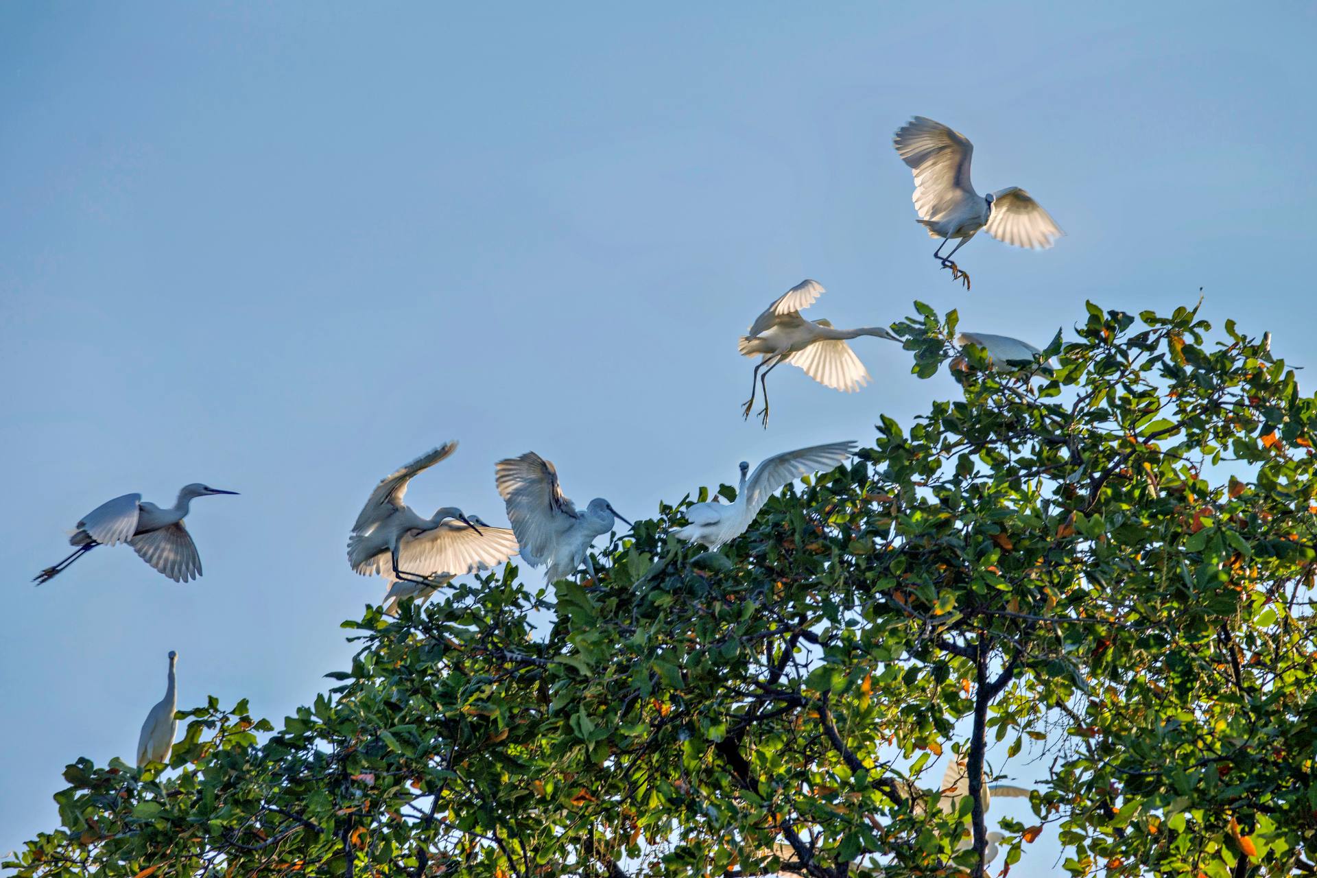 Silberreiher am Taung-Tha-Man-See